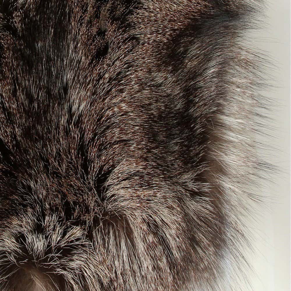 Gianfranco Ferré Silver Fox Fur Scarf - 2000s Silver Good - Box View