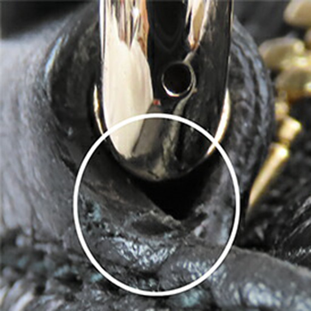 Gucci Leather Soho Disco Crossbody - Image 20